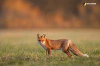 Fox Trapping Adelaide image 3